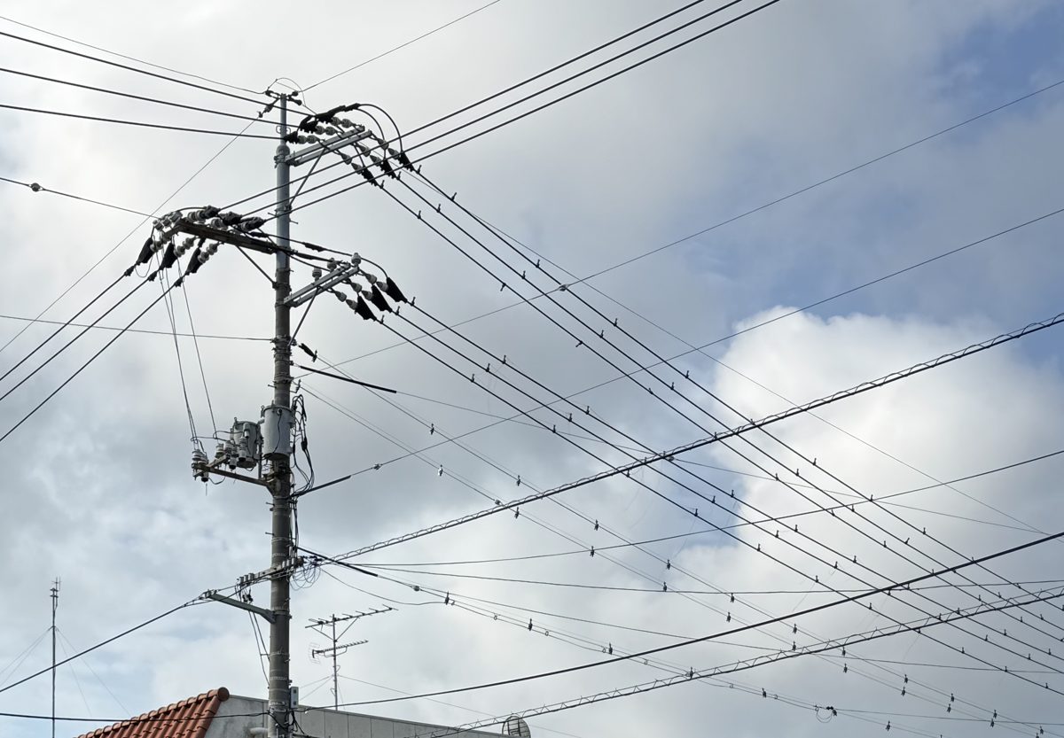 電柱の頂部に取り付けられた針山タイプの鳥害対策器具と、電線に等間隔で並ぶ小さな鳥よけの器具。曇り空を背景に複数の電線が横切り、下端に屋根瓦が見える